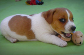Picture of Puppy