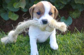 Picture of Puppy