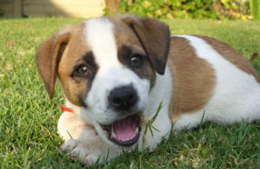 Picture of Puppy