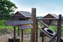 Mulberry Camp
