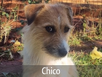 Jack Russell Adult