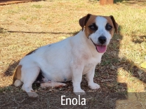 Jack Russell Adult