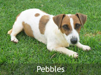 Jack Russell Adult