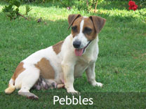 Jack Russell Adult