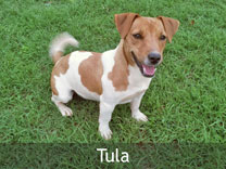 Jack Russell Adult