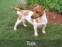 Jack Russell Adult