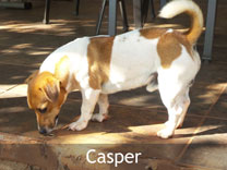 Jack Russell Adult