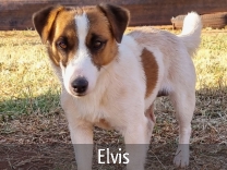 Jack Russell Adult