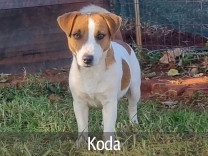 Jack Russell Adult