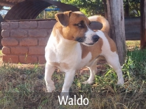 Jack Russell Adult