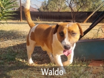 Jack Russell Adult